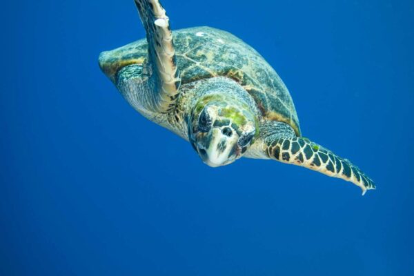 Balade bateau tortues tortue martinique anse dufour