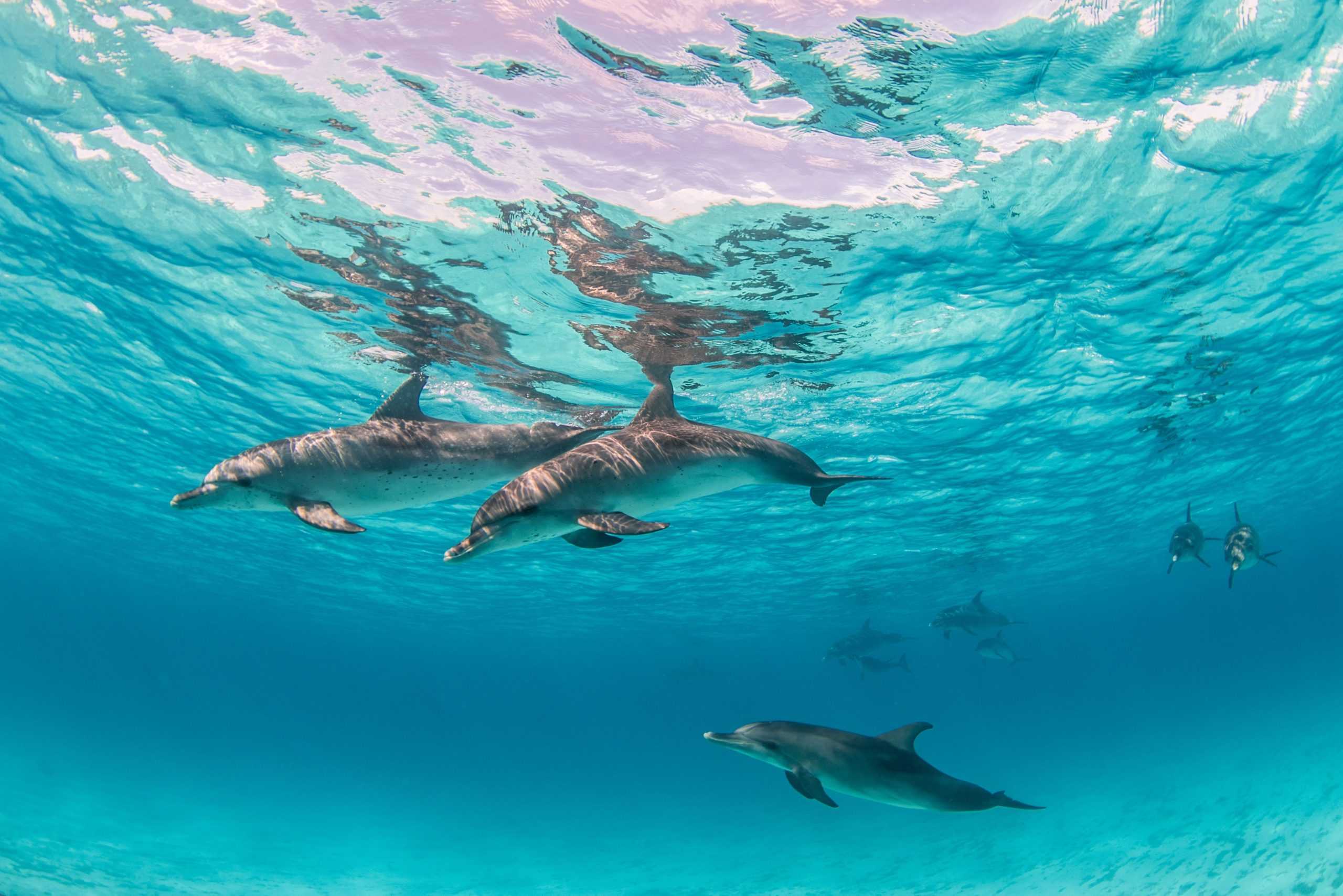Beautiful shot of cute dolphins hanging out underwater in Bimini, Bahamas sortie-dauphins-martinique