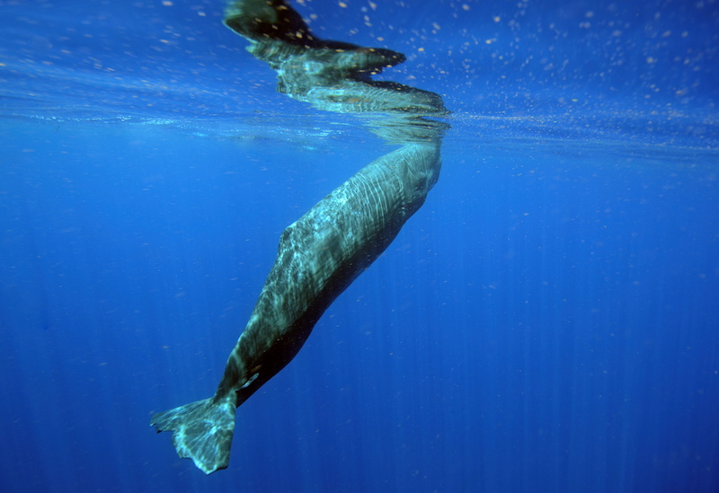 cachalot pygmee martinique