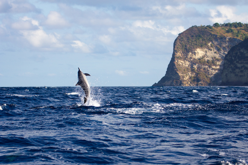 dauphin long bec qui saute