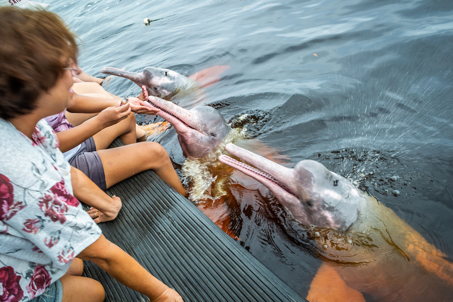 dauphin rose riviere