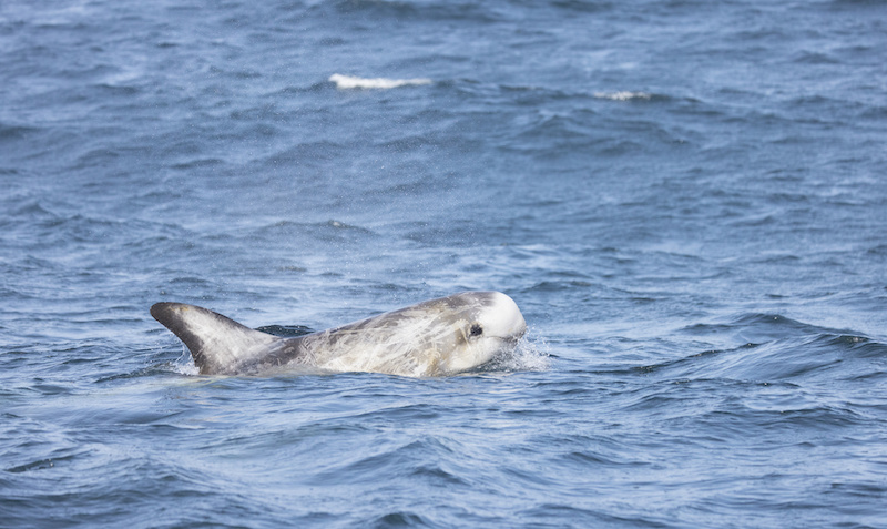 habitat dauphin risso