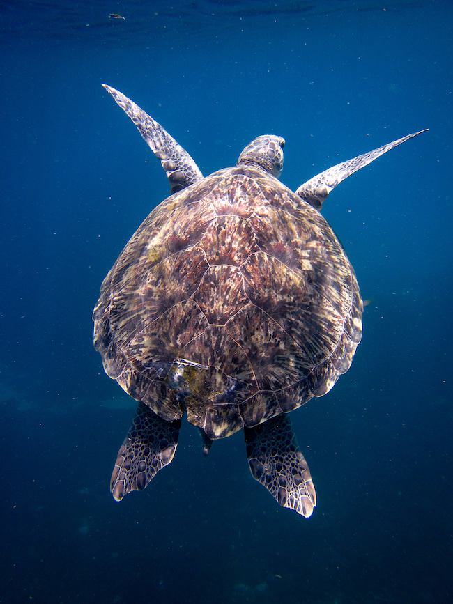 tortue martinique caraibes